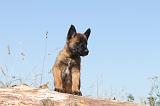 MALINOIS 901